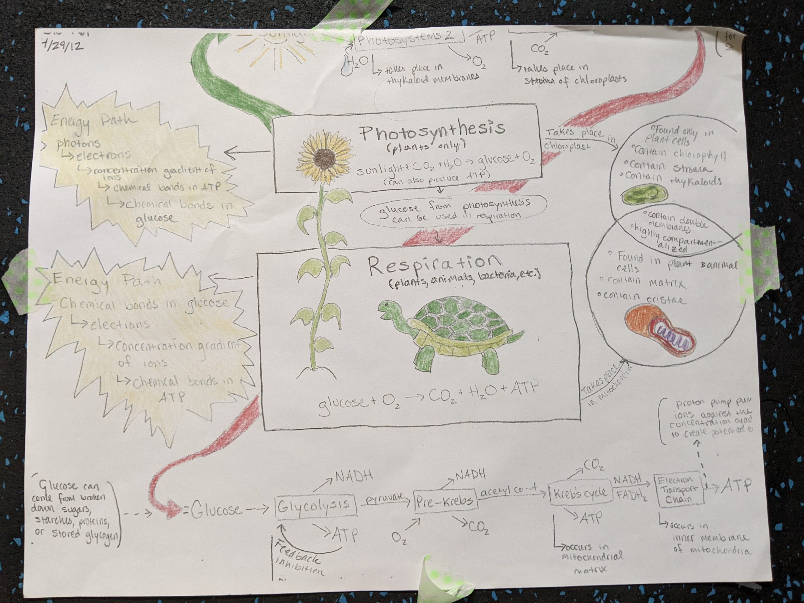 hand illustrated guide showin interaction between photosynthesis, cellular respiration
