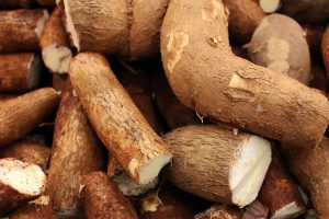 cassava crops in close up photography